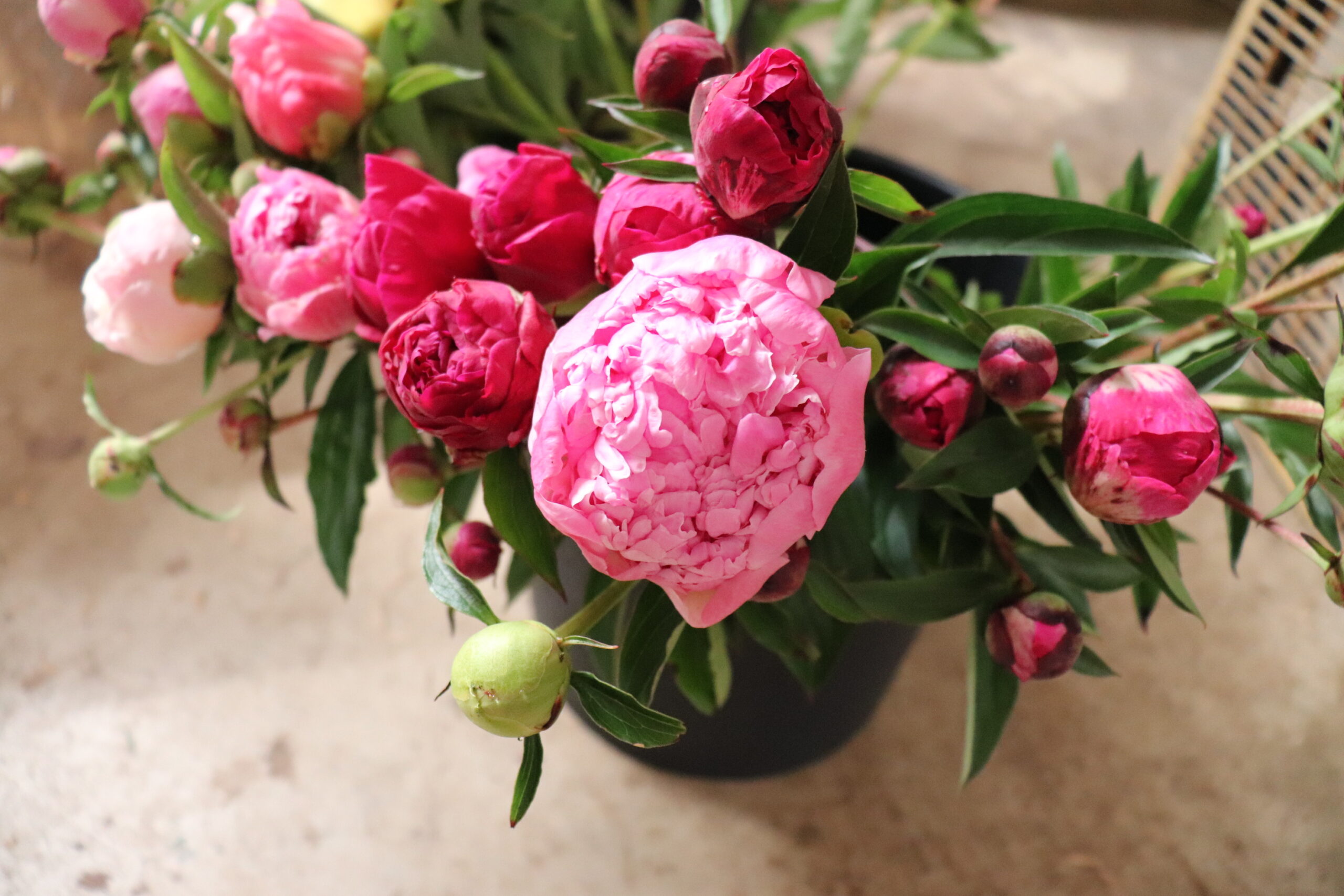 Some cut peonies, ready to become part of a bouquet.