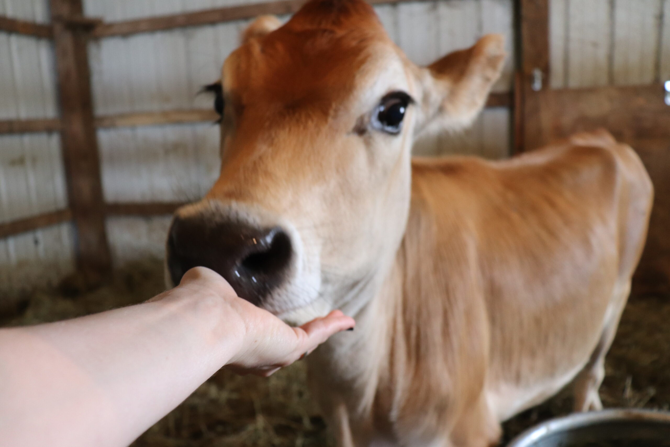 These cows are so lovable!
