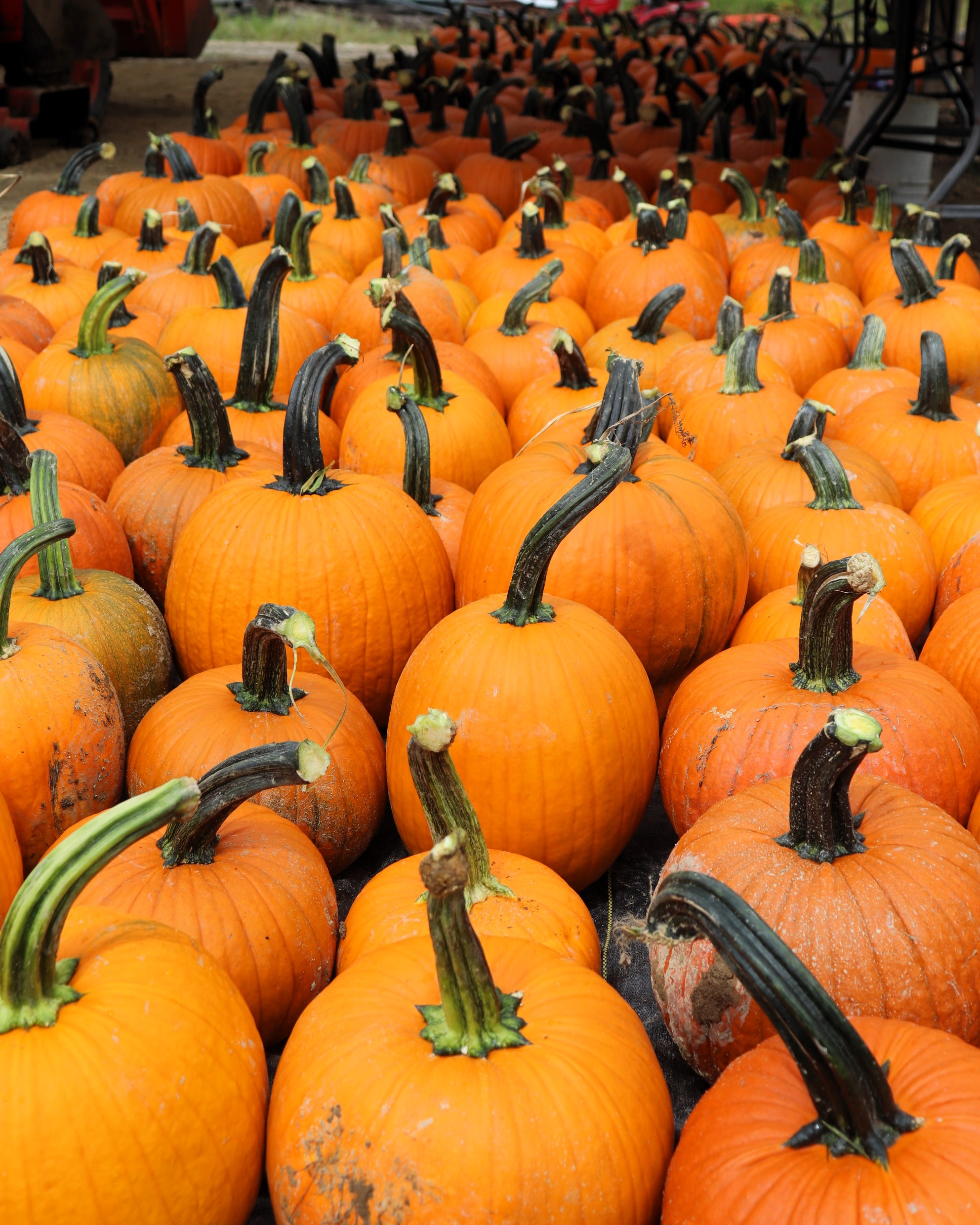 Some pumpkins harvested