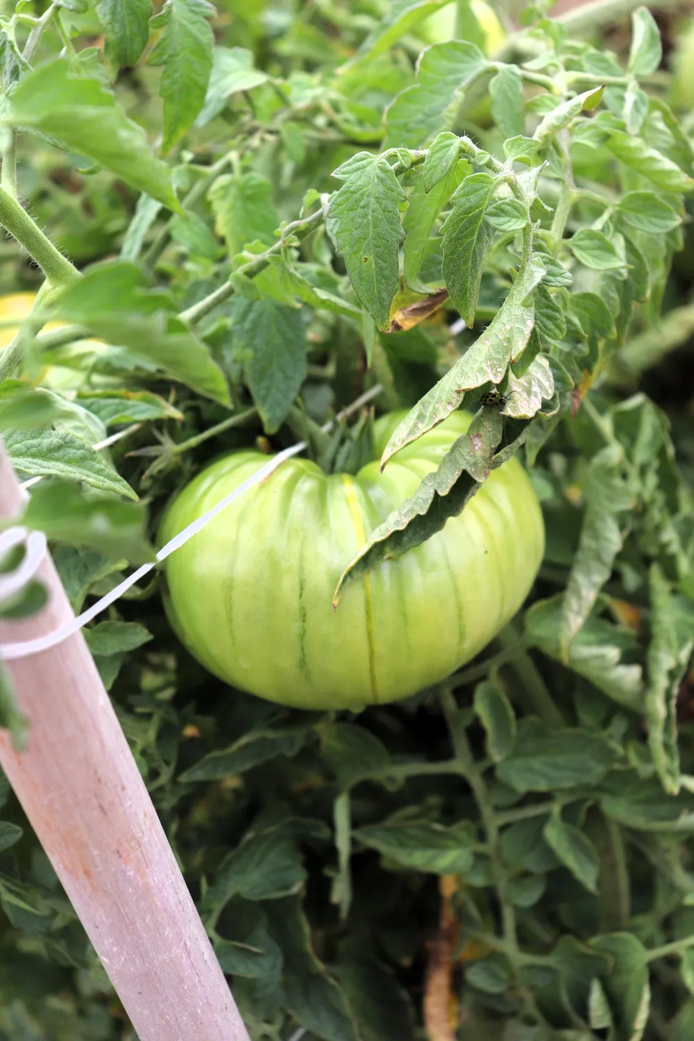 A big juicy green tomato.