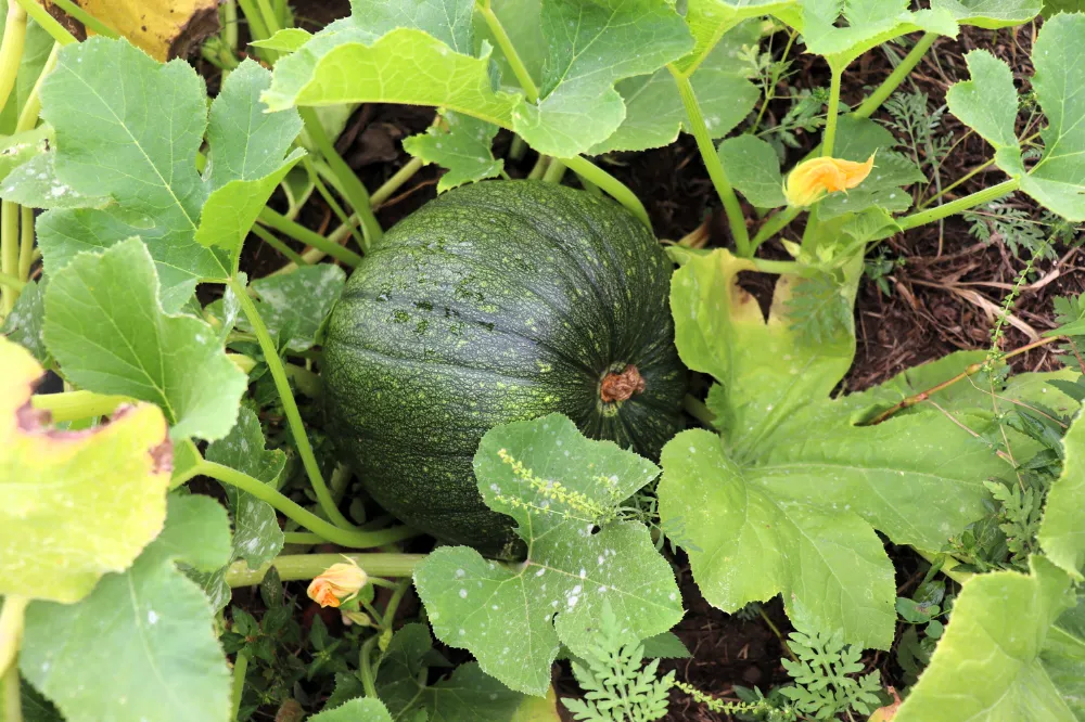 lil' green pumpkin in the patch.