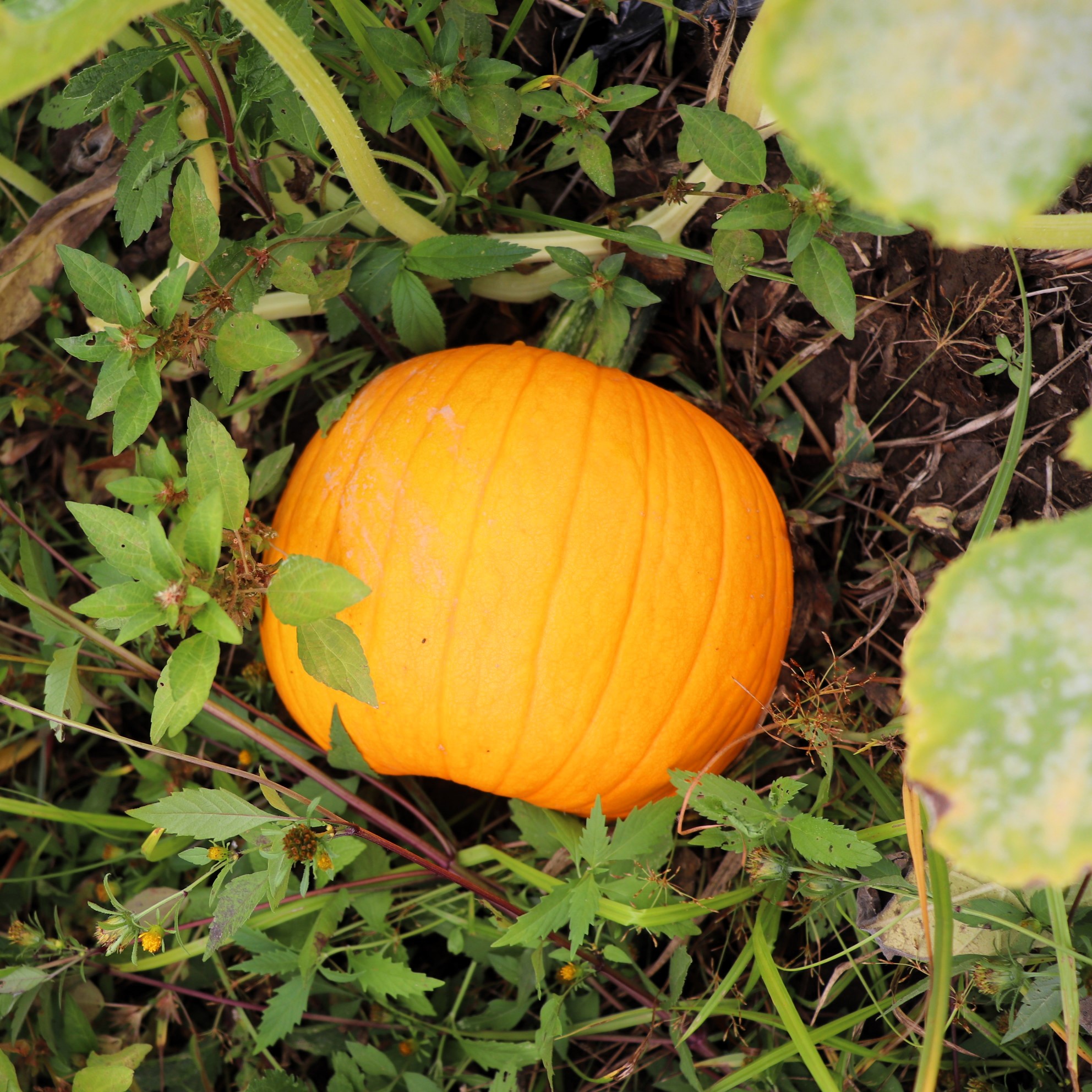 Cute lil' pumpkin growing.