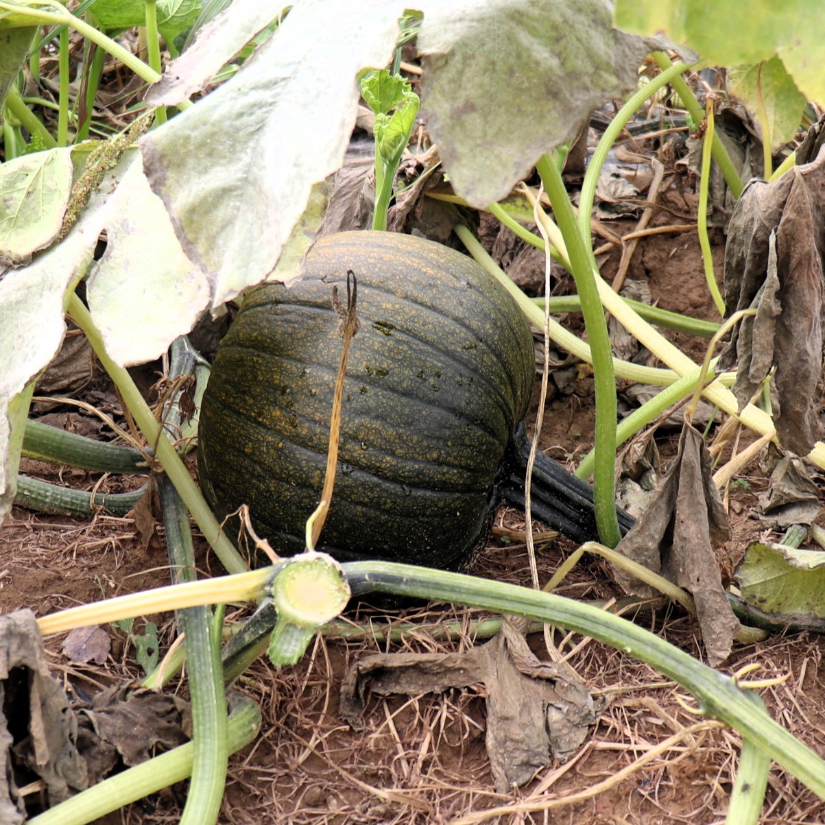 Many pumpkins start out green before they turn orange.