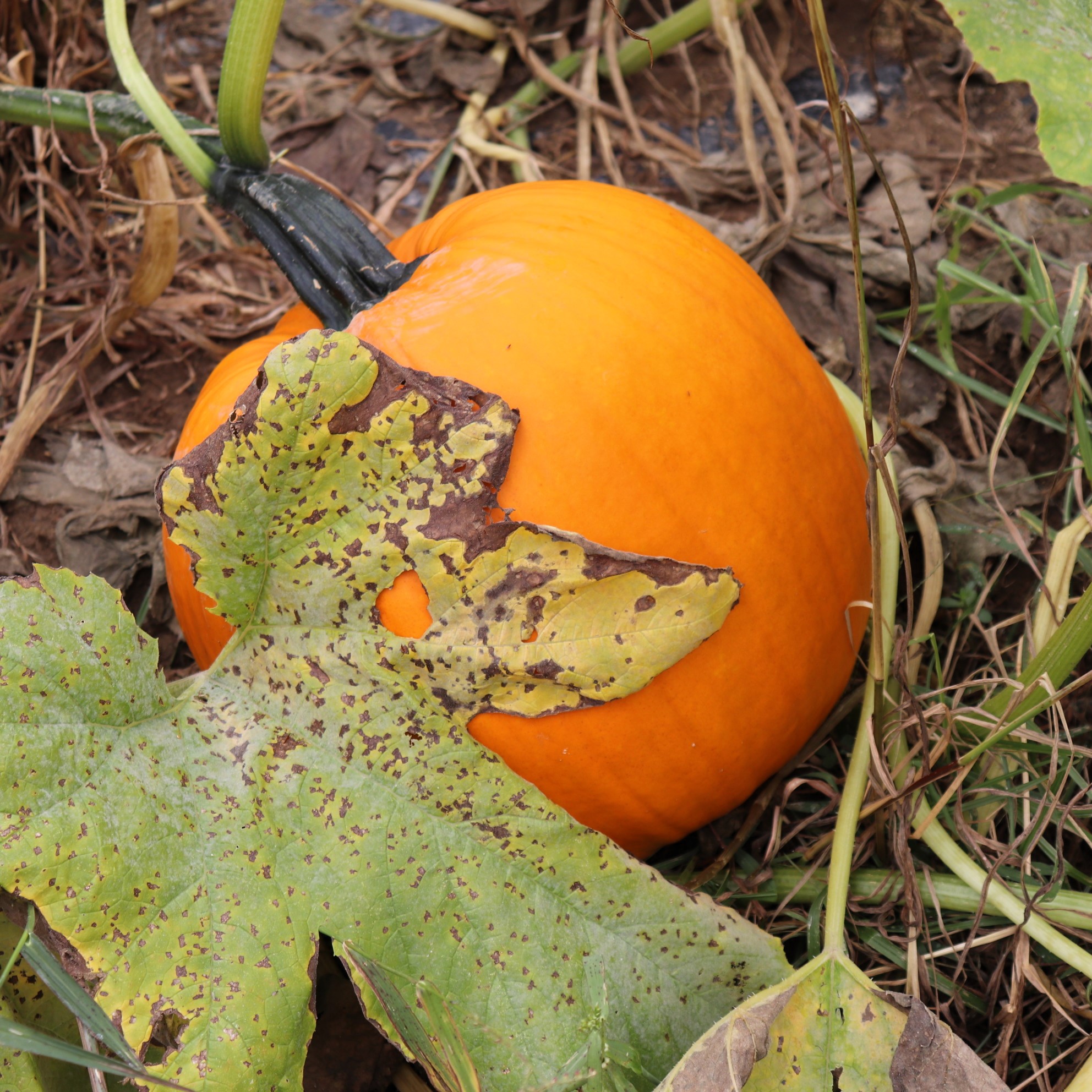 Many of the leaves have started to turn brown since fall.