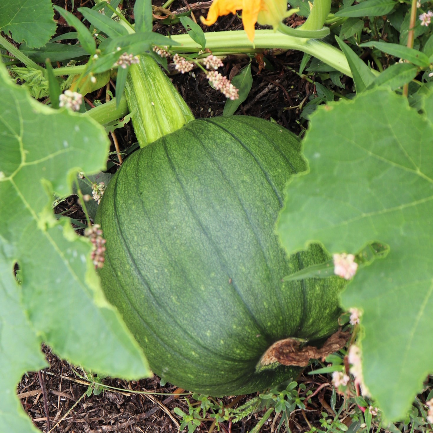 a green baby pumpkin.