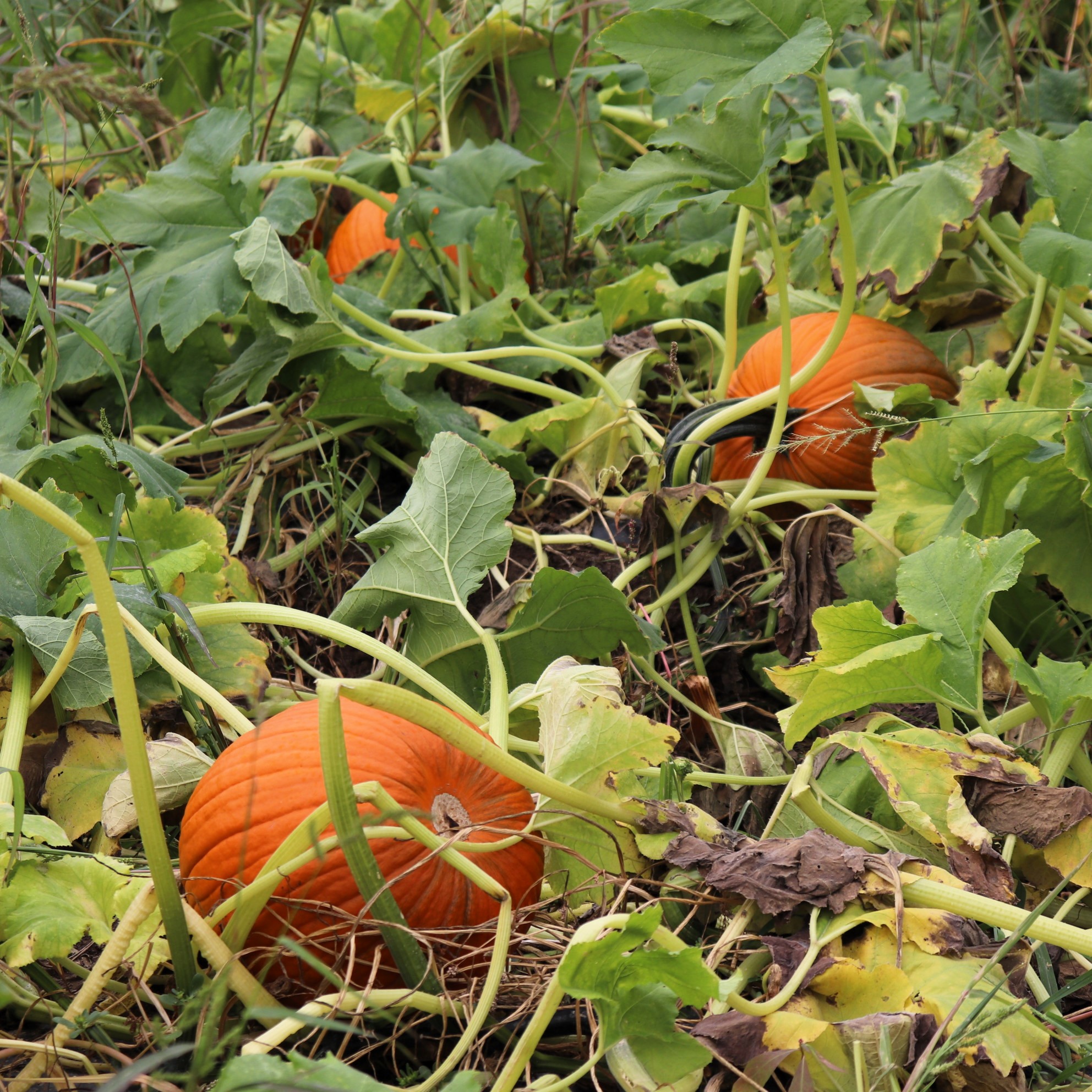 These pumpkins are ready to harvest!