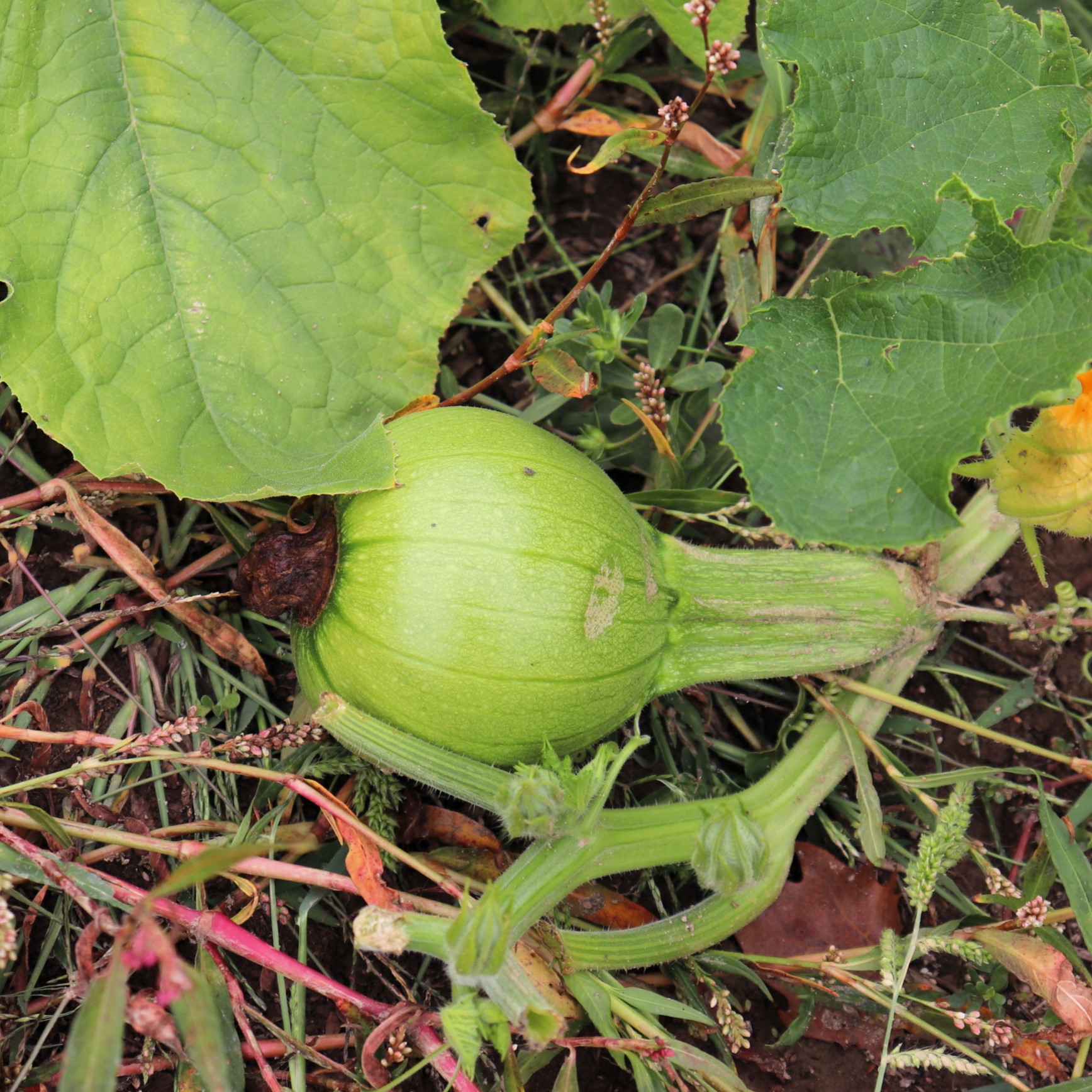 Tiny pumpkin baby!