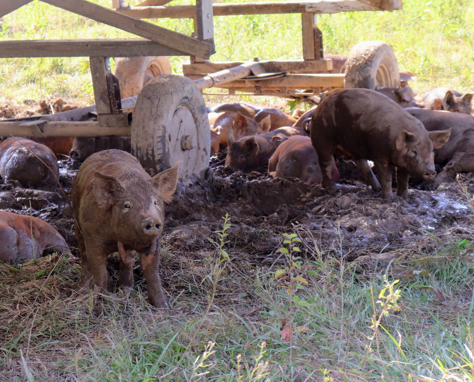 Wattles on a pig are finger-like appendages on each side of the neck that serve no known purpose.