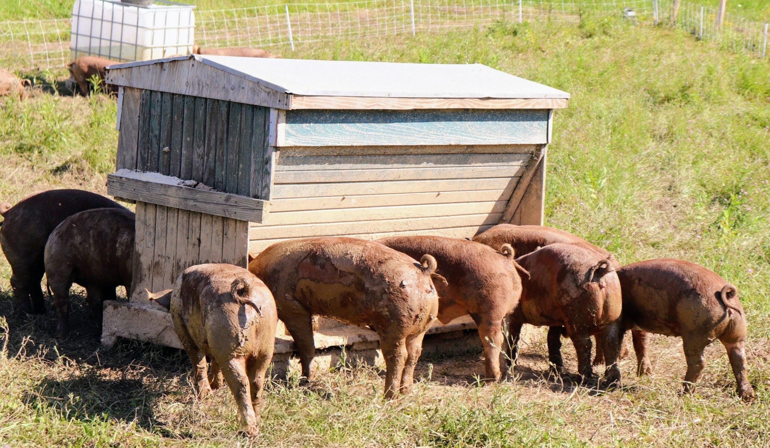 Vintage hog feeder, bought secondhand from another farm, still in use!