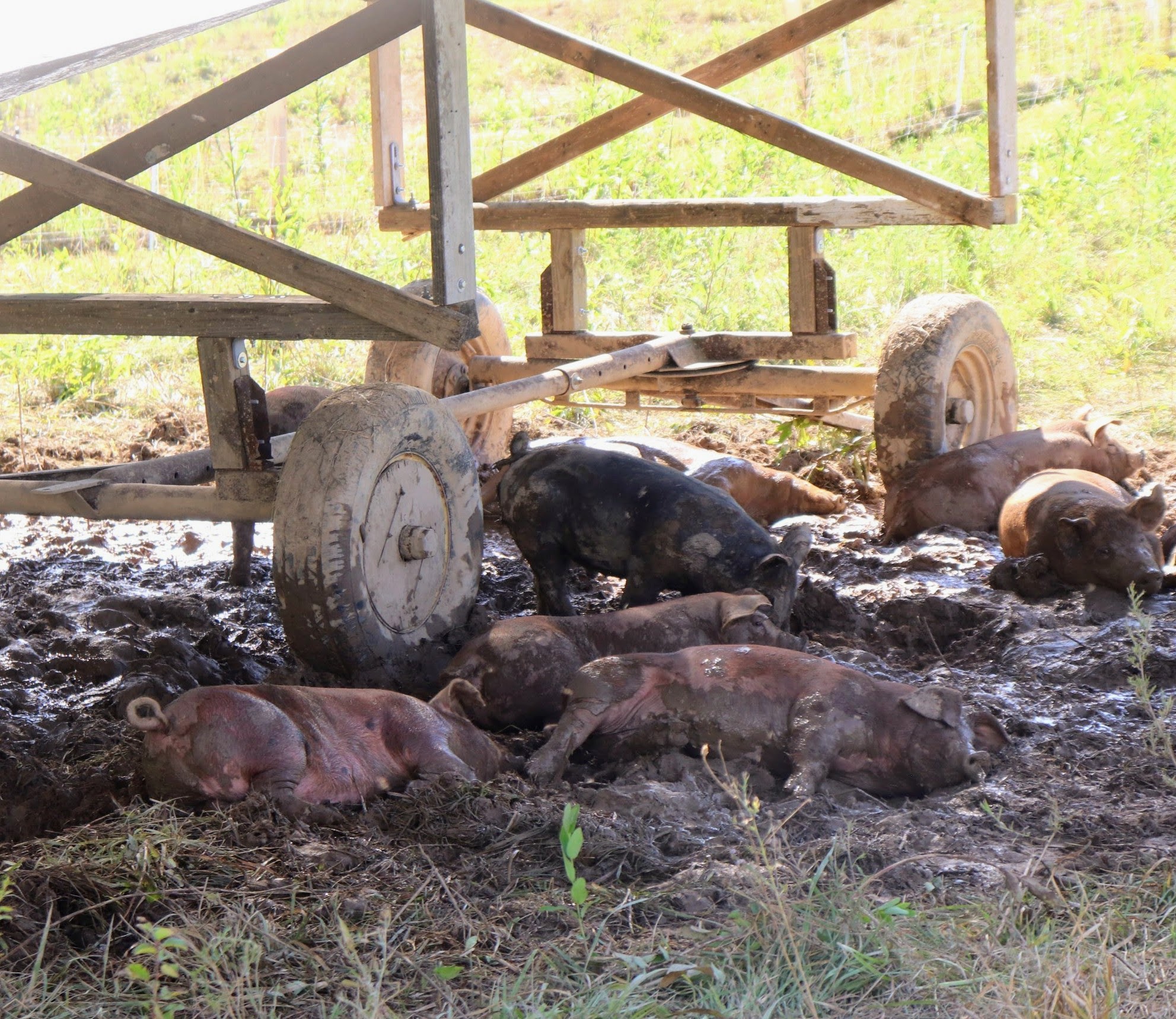 Spa day for the pigs,