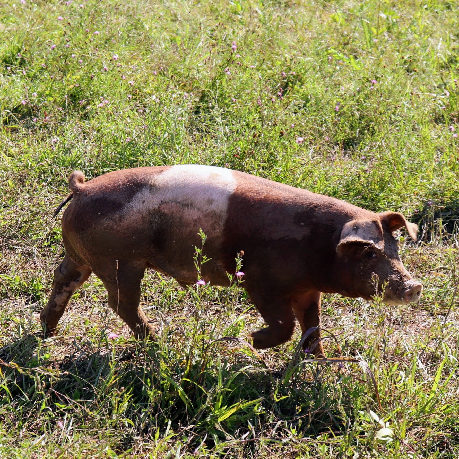 One of Molly and CJs favorite pigs.