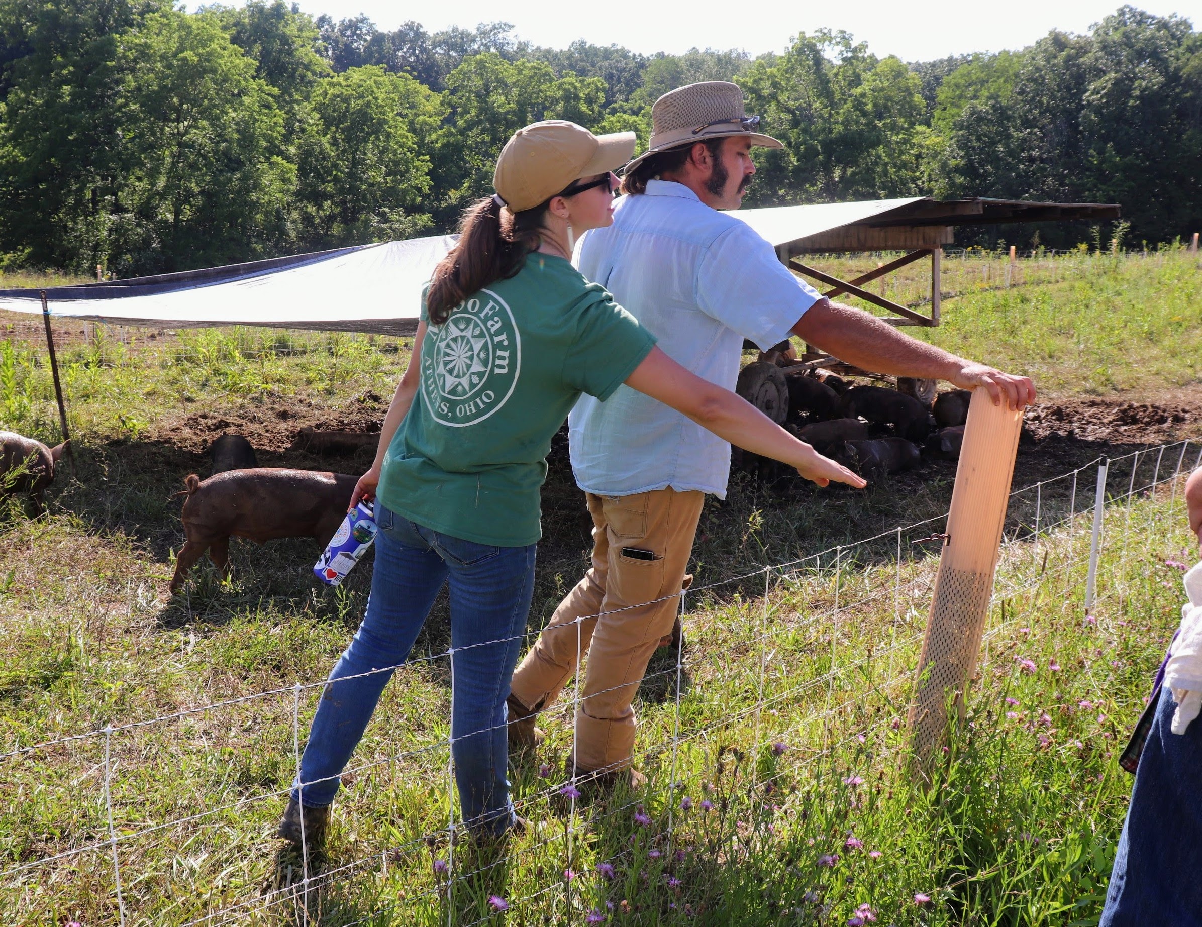 The hazelnut trees inside the tubing.