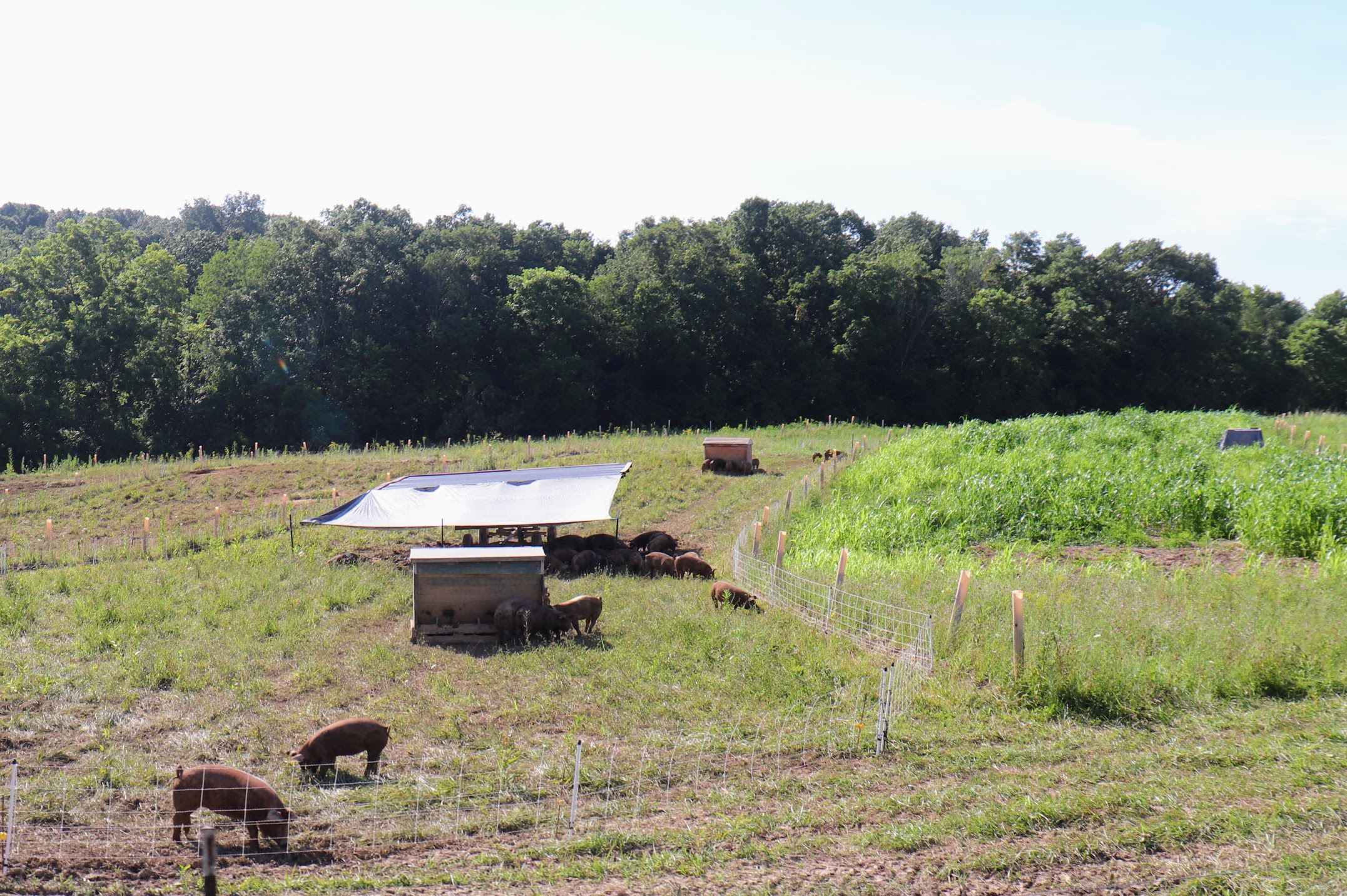 Before and after pig grazing.