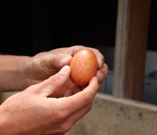 Steven loves the look of these speckled eggs!